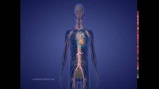 Levels of Spinal Cord Injury [upl. by Regor]