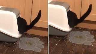 Cat Pees Outside Litter Box [upl. by Vance315]