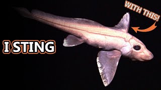 Ghost Shark facts aka Chimaera Facts  Animal Fact Files [upl. by Calvinna837]