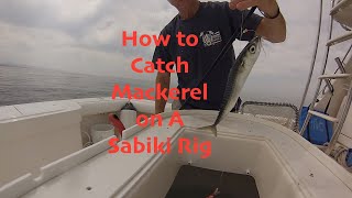 How to Catch Mackerel on a Sabiki Rig [upl. by Anide]