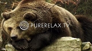 Nature Videos  Forest Sounds Bears Birds Harmony  ANIMALS IN THE FOREST [upl. by Aiciles229]