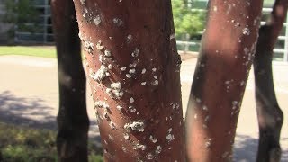 Treating Crape Myrtle Bark Scale – Family Plot [upl. by Anirbus]