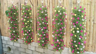 Beautiful DIY vertical hanging garden growing Portulaca Mossrose for small spaces [upl. by Airbmak]