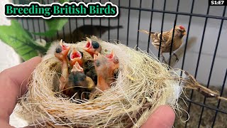 Baby Bullfinches Hybrids and More  Breeding British Birds S1E7 [upl. by Corwun]