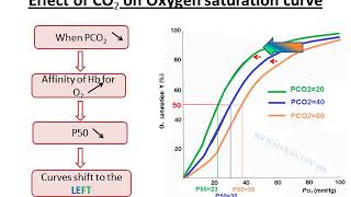 Allosteric effectors of Hemoglobin [upl. by Akym]