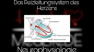 Das Reizleitungssystem des Herzens  Neurophysiologie  Basics EKG  MedLifeDE [upl. by Hplar]