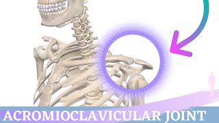 Acromioclavicular Joint Movement  Shoulder Anatomy amp Kinesiology [upl. by Aretha]