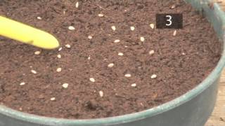 How To Plant Seeds In Pots  Gardening Ideas Tips amp Advice  Homebase [upl. by Latrena49]