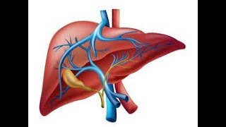 Fisiología del hígado [upl. by Hatnamas315]