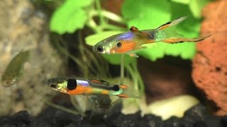 Breeding Displays of the Endler  Guppy Hybrid [upl. by Ettenuahs]