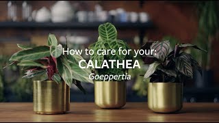 How to care for your Calathea  Grow at Home  RHS [upl. by Ellerol]