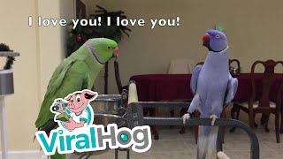 Indian Ringnecks Talk and Dance with Each Other  ViralHog [upl. by Salter]