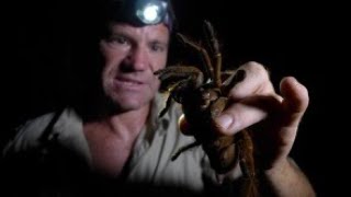 The Goliath Bird Eating Tarantula  biggest spider on earth [upl. by Airod839]