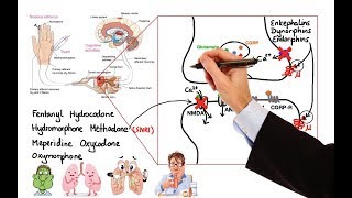 Pharmacology  OPIOIDS MADE EASY [upl. by Nirtak733]