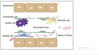 A Deep Dive into the Role of Ito Cells in Liver Function [upl. by Akahs]