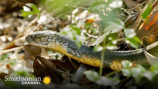 Fascinating This King Cobra Creates an Elaborate Nest 🥚 Into The Wild India  Smithsonian Channel [upl. by Aveneg]