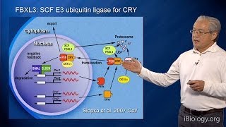 Understanding Circadian Rhythm Why Do We Fall Asleep and Wake Up [upl. by Anelat]