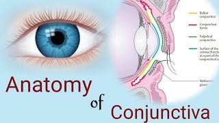 Anatomy of Conjunctiva  conjunctival parts and layers Human eye [upl. by Erdua]