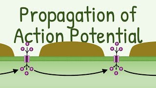 Propagation of Action Potential [upl. by Irehs513]