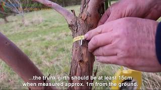 How to prune a Eucalyptus Tree the Hardy Eucalyptus Pruning Guide [upl. by Banquer410]