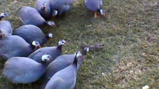 Guinea Fowl with ratAVI [upl. by Oirobil]