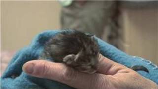 Kitten amp Cat Care  How to Treat Newborn Kittens With Fleas [upl. by Latoyia]