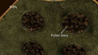 Formation of Pollen [upl. by Arihsay]