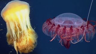 Deep Ocean 10 Hours of Relaxing Oceanscapes  BBC Earth [upl. by Silvan35]