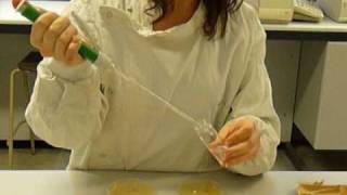 Microbiology Dilution series demonstration [upl. by Wescott]