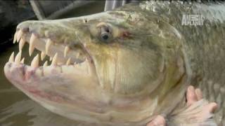 River Monsters 80 lb Piranha [upl. by Arbmik]