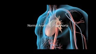 Aorta And Its Branches Anatomy [upl. by Ado185]