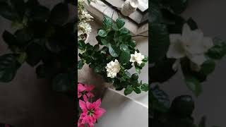 How to make your indoor Gardenia bloom [upl. by Thurstan]