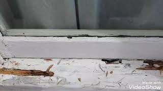 How To Prepare Rotting Windows For Painting [upl. by Derk]