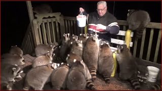 Sunday Mobbed By Raccoons Again  08 Nov 2020 [upl. by Luz]