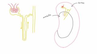 Cortical vs Juxtamedullary Nephrons in the Kidney [upl. by Yramanna]