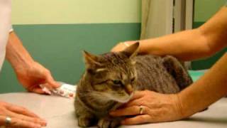 How to Give Your Cat Liquid Medication [upl. by Vizza]