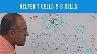 Helper T cells  CD4 and B cells  Lymphocytes  Immunology [upl. by Gerkman]