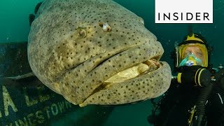 Meet the Goliath Grouper Fish [upl. by Okuy]