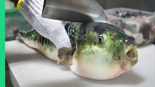 Eating Japans POISONOUS PufferFish ALMOST DIED Ambulance [upl. by Greiner]