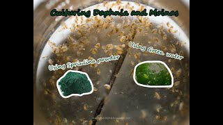 How To Culture Daphnia and Moinas using Green Water Spirulina powder [upl. by Aillimac]