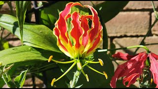 How to grow and bloom Gloriosa superbarotschildiana  GloryFlame Lily in UK a very exotic flower [upl. by Irod]