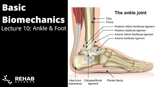 Osteomyelitis  Causes amp Symptoms  Bone Infection🩺 [upl. by Avir752]