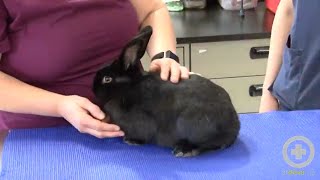 Exam Tips for Handling Rabbits [upl. by Beryle]