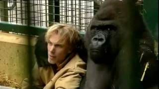 Gorilla Gorilla  Damian Aspinall amp Kifu at Howletts Wild Animal Park Kent [upl. by Hairahcez]