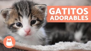 Vídeos de GATITOS BEBÉS 😻 ¡Gatos Tiernos y Graciosos [upl. by Neelyar582]