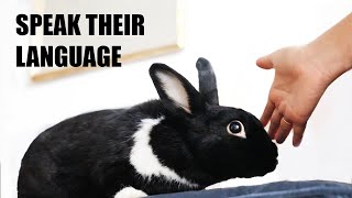 10 Ways to Tell Your Bunny You Love Them [upl. by Castorina]