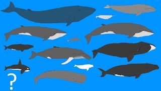 Whales Size Comparison  Animation  Cetacean Whale and Dolphins OLD VERSION [upl. by Tristam182]