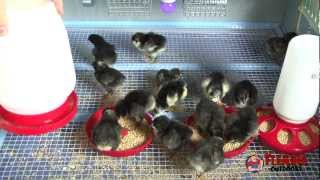 Chicken Brooder  Guide to Brooding Chicks [upl. by Noirad500]