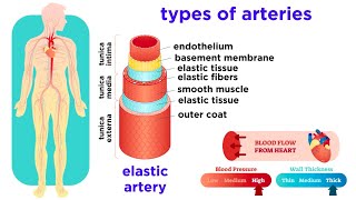 The Circulatory System Part 2 Blood Vessels [upl. by Nomelc]