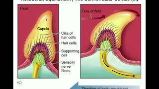 Anatomy  Physiology of the Semicircular Canals [upl. by Garin817]